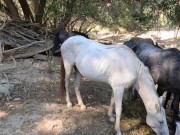 Mommy finds the right position to get her butthole stretched out. 2/16