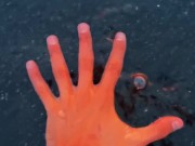 THE BEAUTIFUL SEX ON SUNRISE 3/16