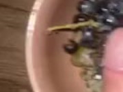 Grapes and horny 15/16