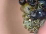 Grapes and horny 16/16