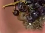 Grapes and horny 7/16