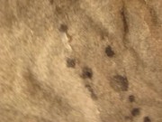 FUCVph6 Jess1caF10rentino 