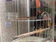 A talking bird in Vietnamese 12/16