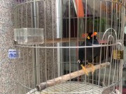 A talking bird in Vietnamese 13/16