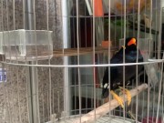 A talking bird in Vietnamese