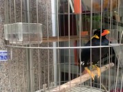 A talking bird in Vietnamese 15/16