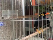 A talking bird in Vietnamese 16/16