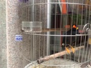 A talking bird in Vietnamese 2/16