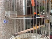 A talking bird in Vietnamese 5/16