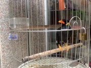 A talking bird in Vietnamese 6/16