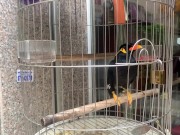 A talking bird in Vietnamese 8/16