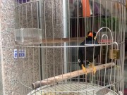 A talking bird in Vietnamese 9/16