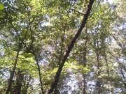 Zombie Girl Found in the Forrest Gives a Deepthroat Blowjob and Cum Suck 4/16