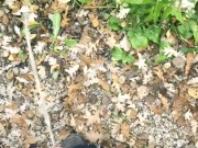 The Ultimate Solo Male Outdoor Pissing Compilation 14/16