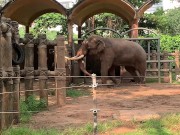 Elephants of Saigon. Vietnam 10/16