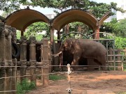 Elephants of Saigon. Vietnam 11/16
