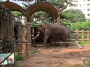 Elephants of Saigon. Vietnam 12/16