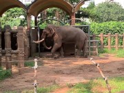 Elephants of Saigon. Vietnam 14/16