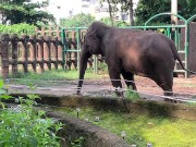 Elephants of Saigon. Vietnam 15/16