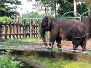 Elephants of Saigon. Vietnam 16/16