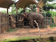 Elephants of Saigon. Vietnam 2/16