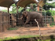 Elephants of Saigon. Vietnam 3/16