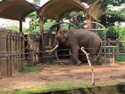 Elephants of Saigon. Vietnam 4/16