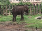Elephants of Saigon. Vietnam 5/16