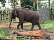 Elephants of Saigon. Vietnam 6/16