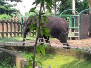 Elephants of Saigon. Vietnam 7/16