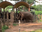 Elephants of Saigon. Vietnam 9/16