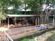 The funny guys of Saigon 13/16