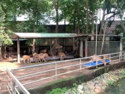 The funny guys of Saigon 14/16