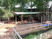 The funny guys of Saigon 16/16