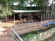 The funny guys of Saigon 6/16