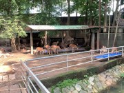 The funny guys of Saigon 8/16