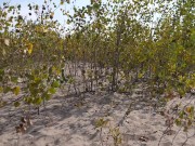 Naked & Abandoned on this Lonely Island 13/16