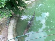 Crocodiles of Saigon 12/16