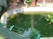 Crocodiles of Saigon 13/16