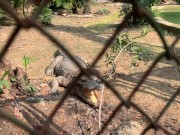 Crocodiles of Saigon 14/16