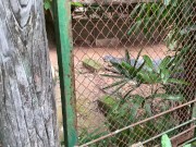 Crocodiles of Saigon 16/16