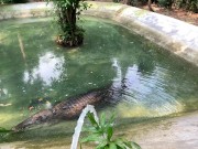 Crocodiles of Saigon 3/16