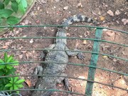 Crocodiles of Saigon 4/16