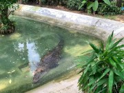 Crocodiles of Saigon 5/16