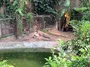 Crocodiles of Saigon 7/16