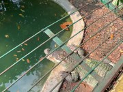 Crocodiles of Saigon 8/16