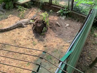 Crocodiles of Saigon