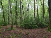 Pissing in the beautiful forest 4/16