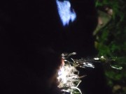 Pissing outside with bike light cold cock 14/16