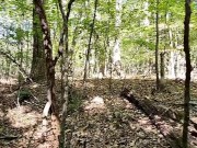 Bbw milf Public forest flashing small tits and fat pussy 1/16